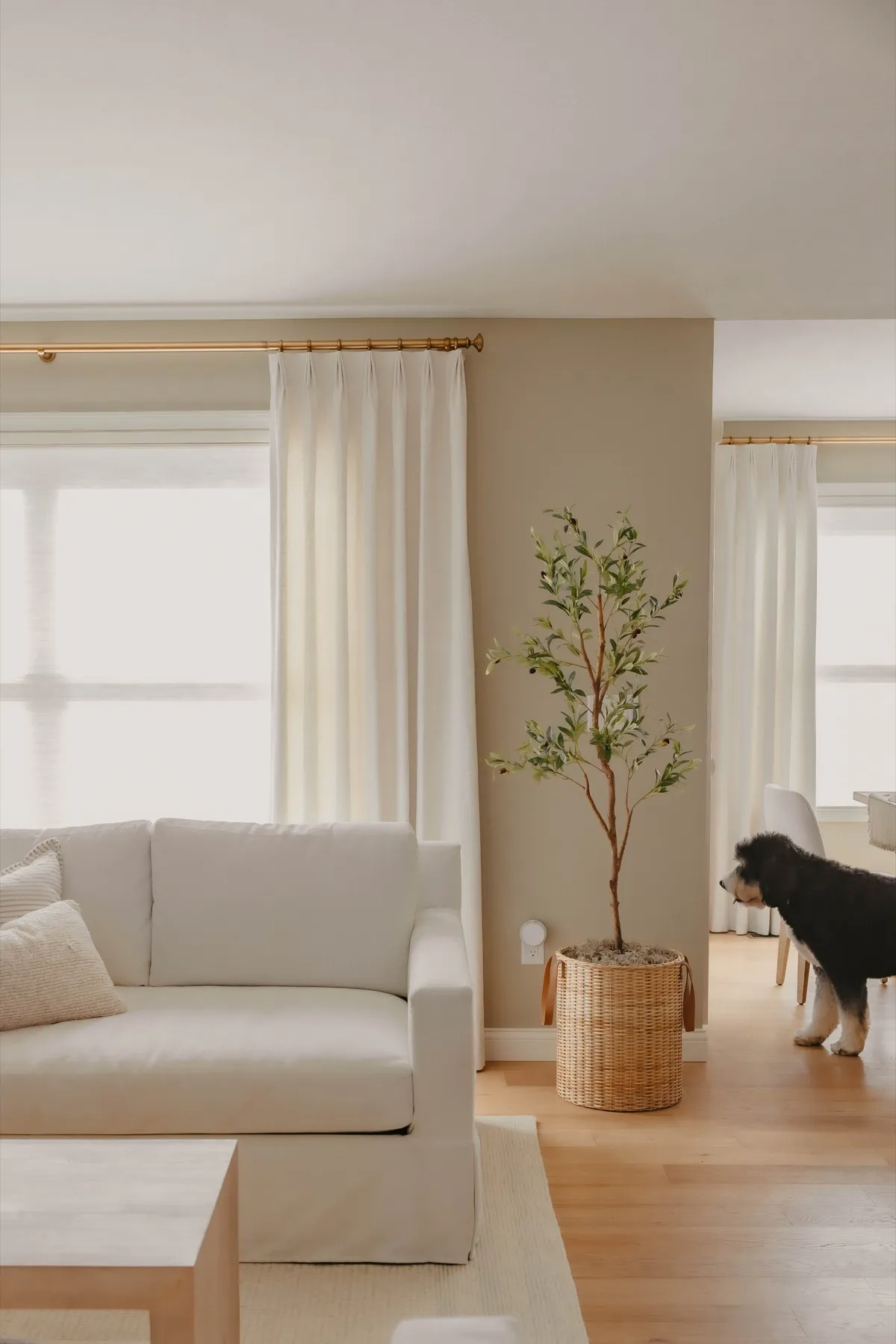 Living room corner with draperies and a fiddle-leaf fig